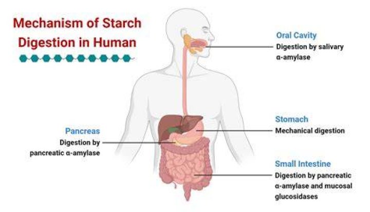 Can you digest starch