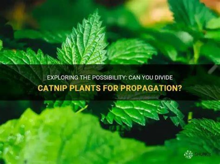 Can you divide catnip