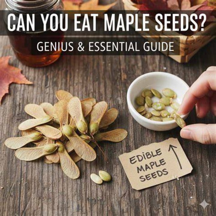 Can you eat Box Elder