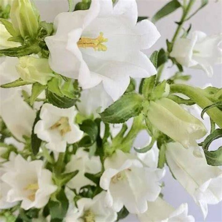 Can you eat Campanula