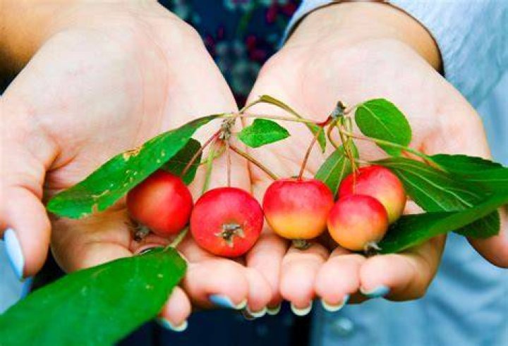 Can you eat Crabapple