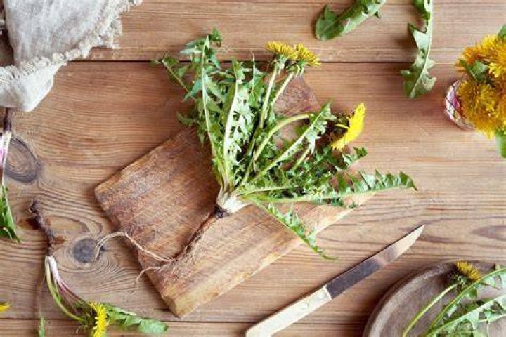 Can you eat dandelion