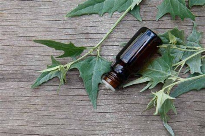 Can you eat goosefoot
