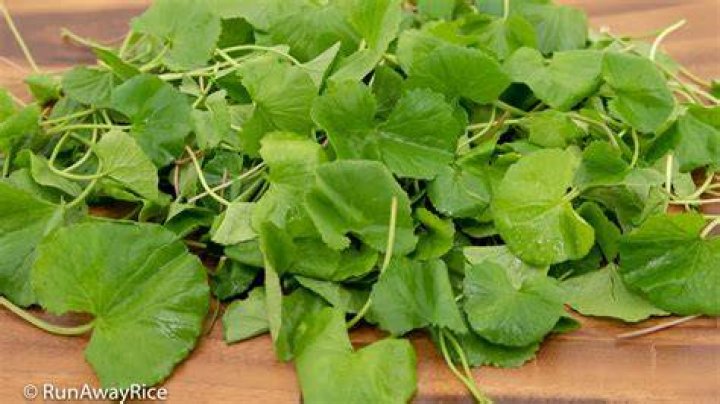 Can you eat pennywort