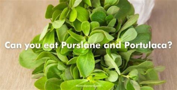 Can you eat Portulaca