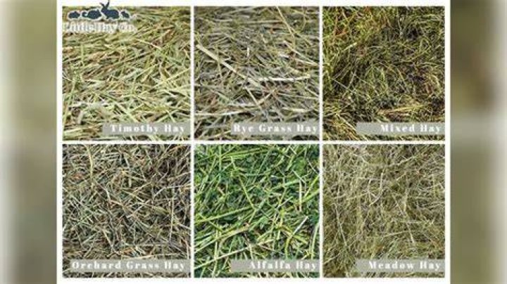 Can you eat rye grass