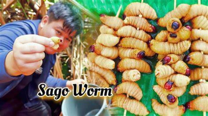Can you eat sago worm