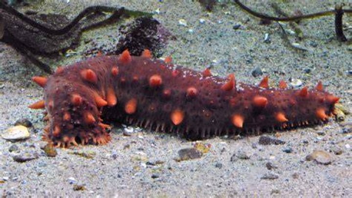 Can you eat sea berry