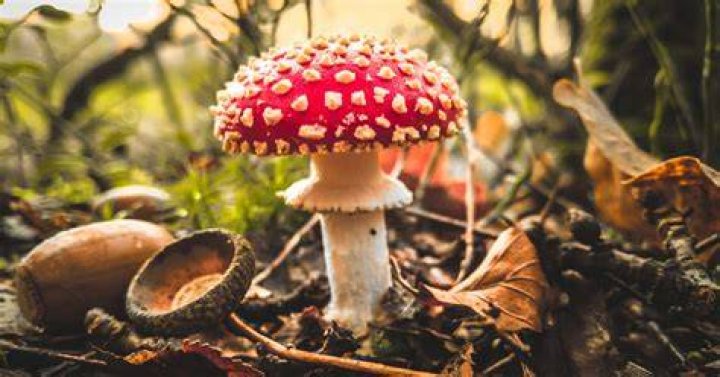 Can you eat toadstool
