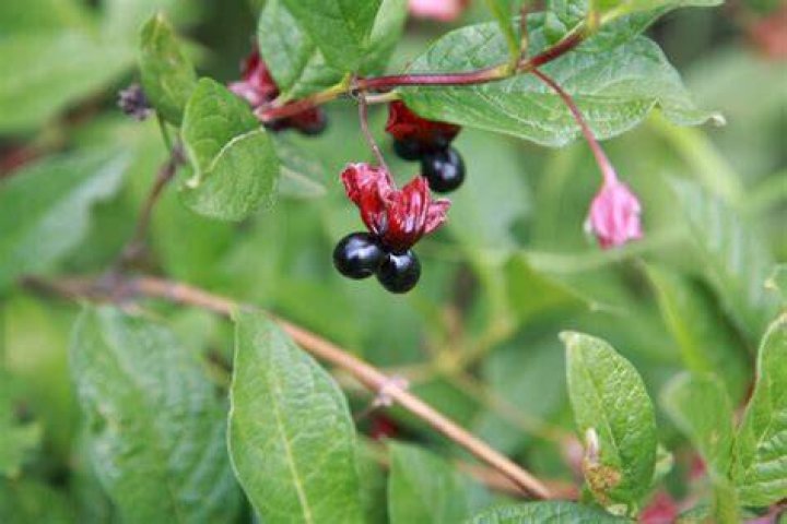 Can you eat Twinberry