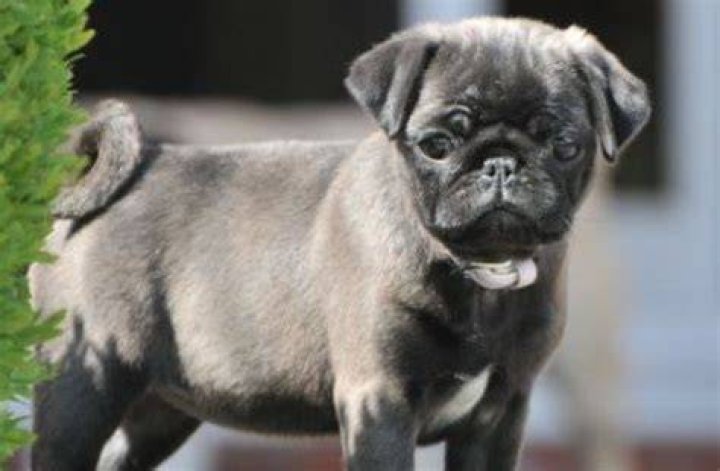 Can you get GREY pugs