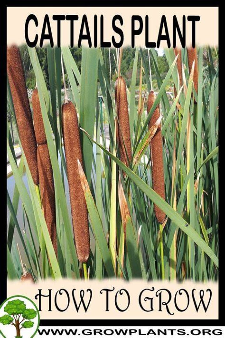 Can you grow cattails
