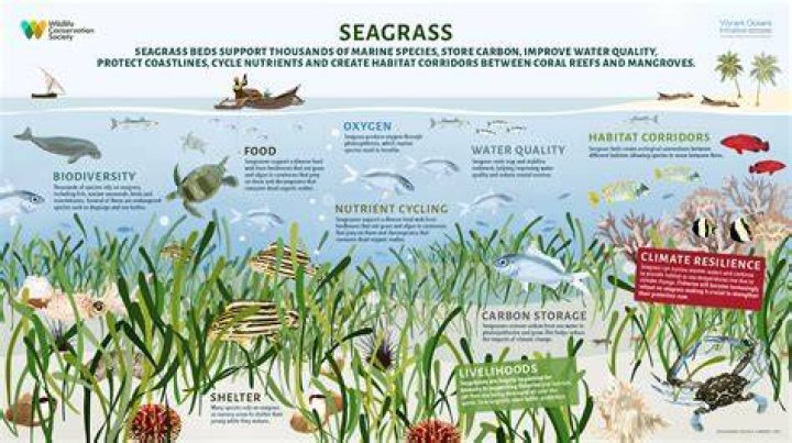 Can you grow seagrass