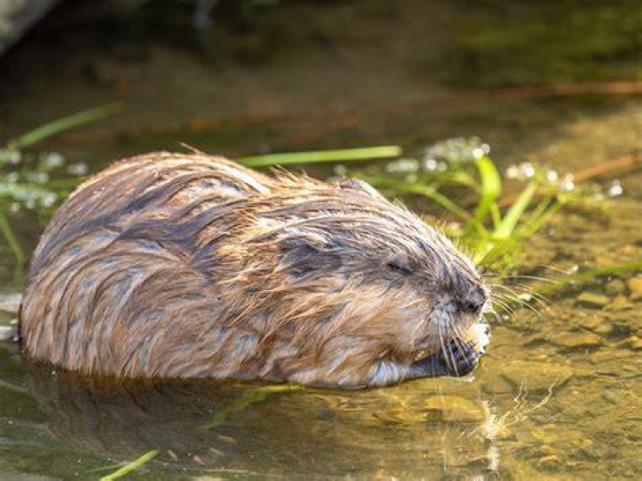 Can you kill muskrats