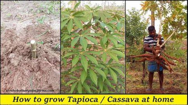 Can you plant tapioca