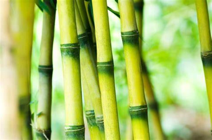 Can you poison bamboo