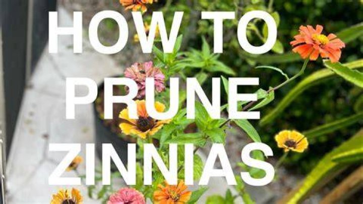 Can you prune zinnias