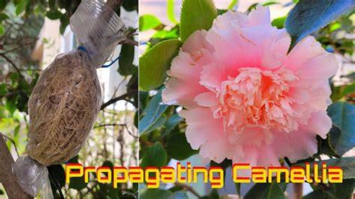 Can you root camellia