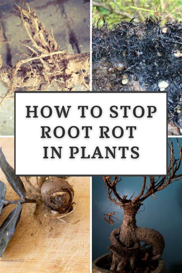 Can you save root rot