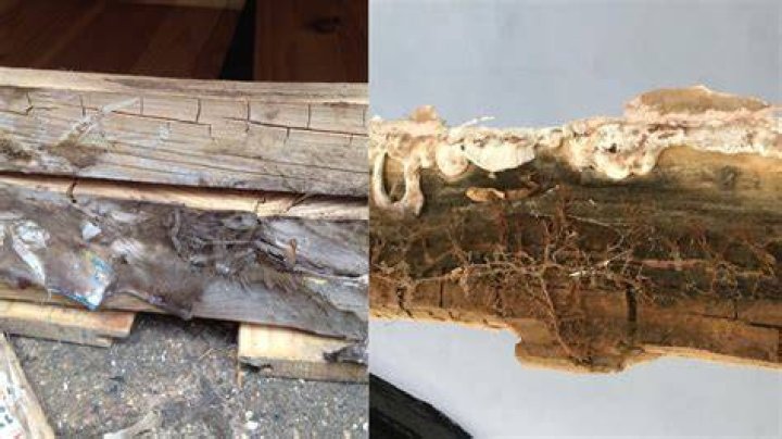 Can you smell dry rot