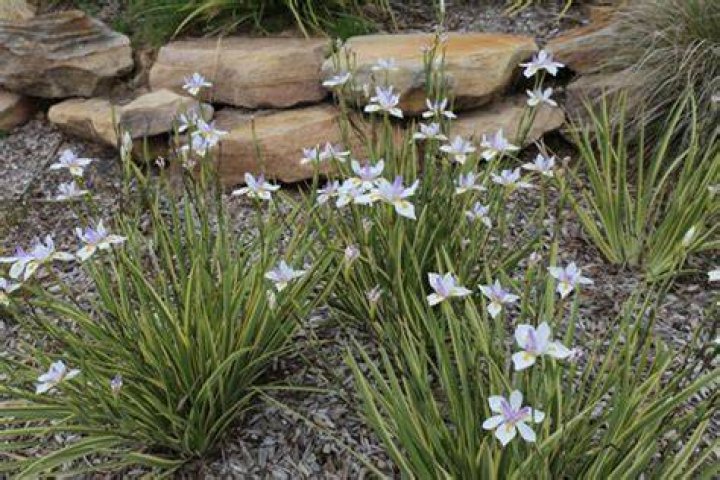 Can you split Dietes