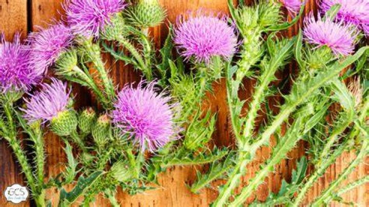 Can you split thistle