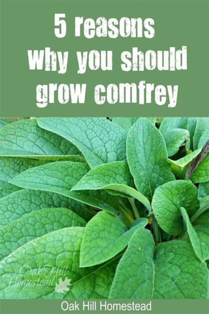 Can you touch comfrey
