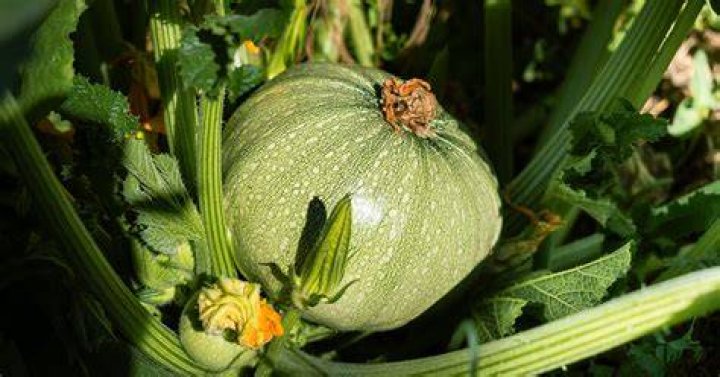 Can zucchini be round