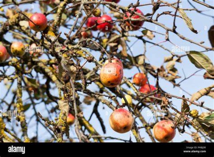 Do apples deteriorate