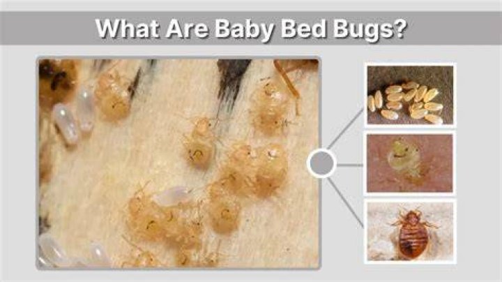Do baby bed bugs feed