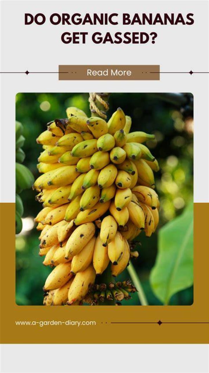 Do bananas get gassed