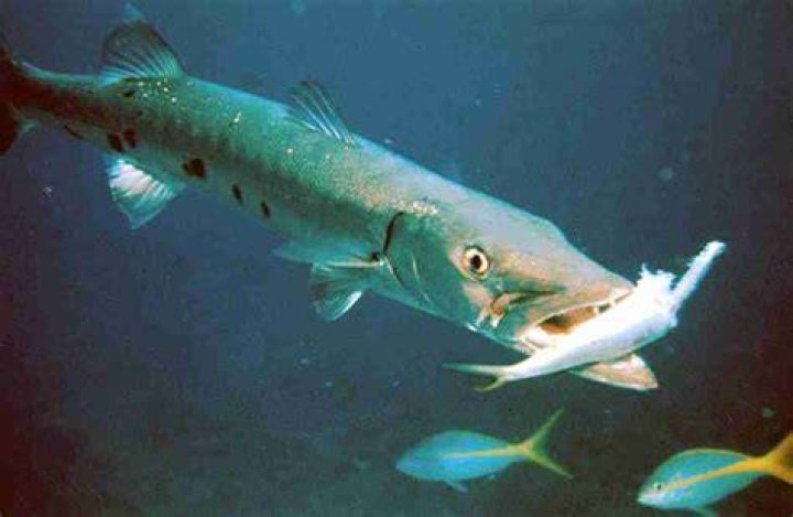 Do barracuda eat fish