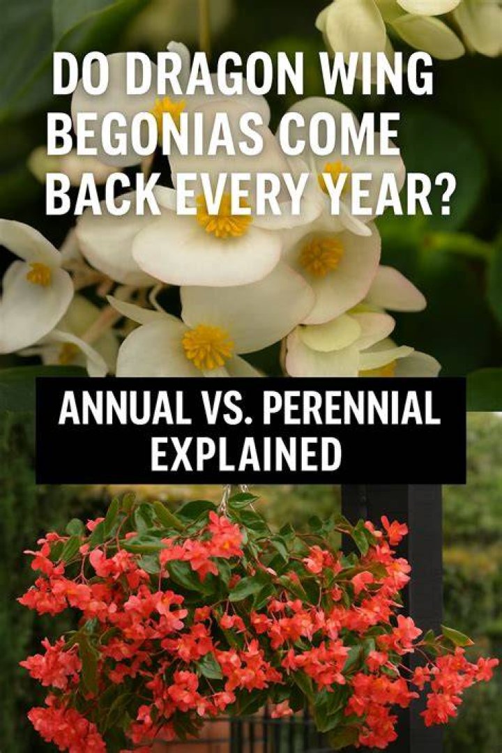 Do begonias come back