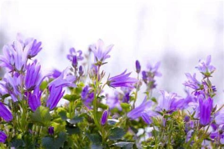 Do bellflowers spread