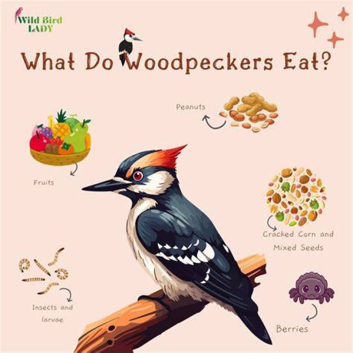 Do birds eat pumpkins