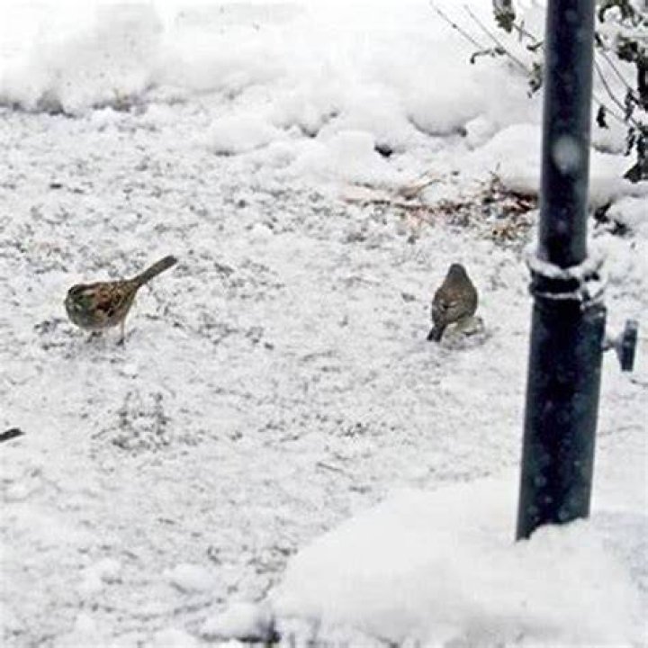 Do birds feed in snow