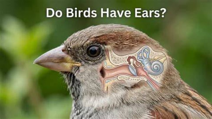 Do birds have ears no