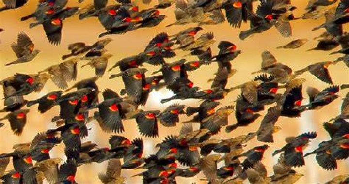Do blackbirds migrate