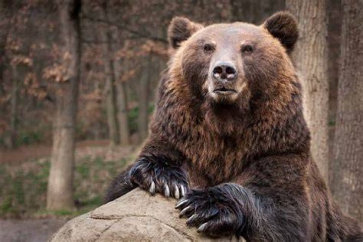 Do brown bears exist