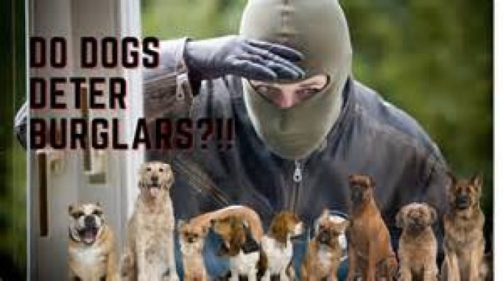 Do burglars hurt pets