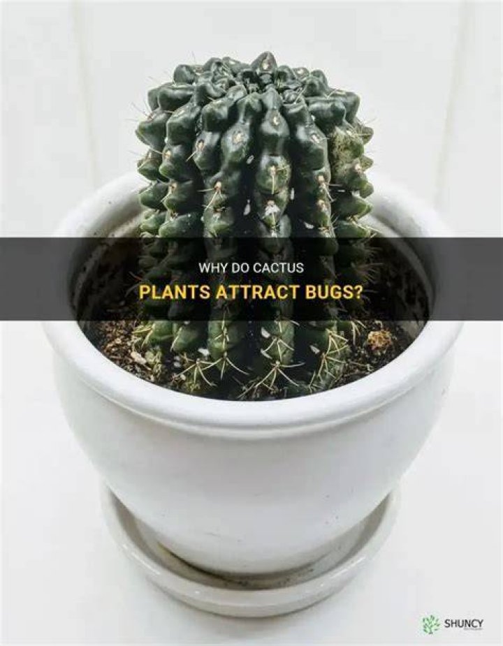 Do cacti attract bugs