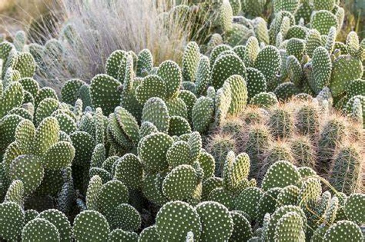Do cacti grow in Peru