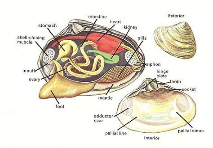 Do clams have a foot