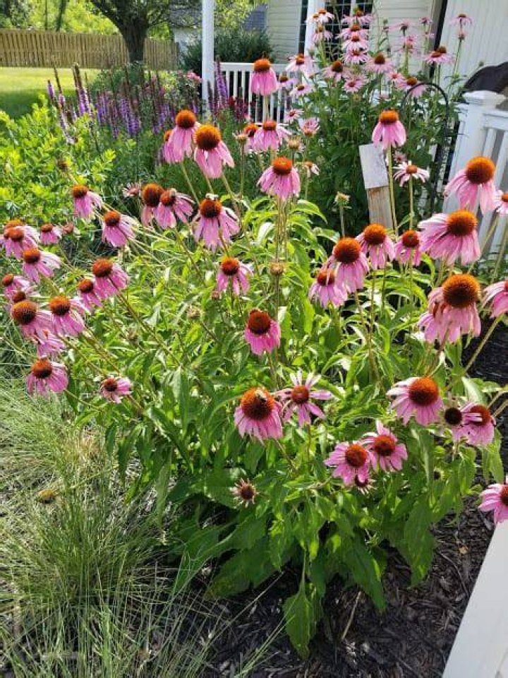 Do coneflowers spread