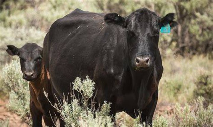Do cows eat sagebrush