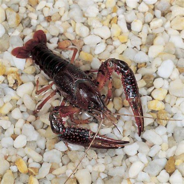 Do crayfish have ears