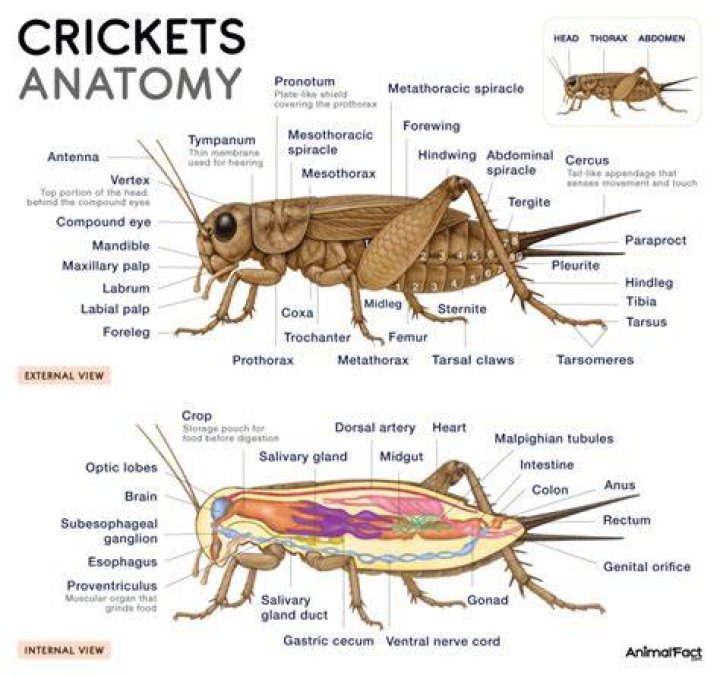 Do crickets have hair