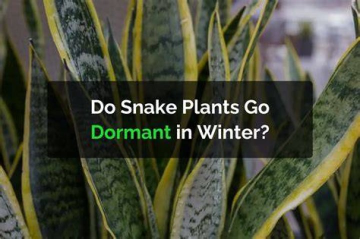 Do cycads go dormant