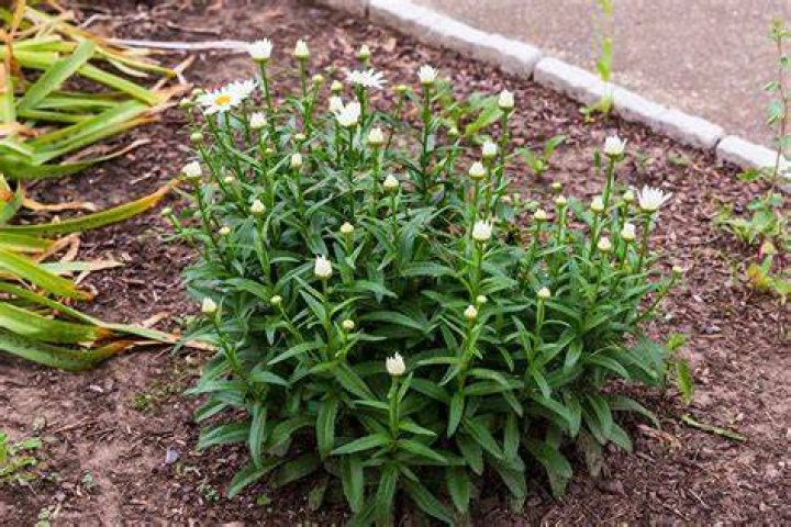 Do daisies grow fast