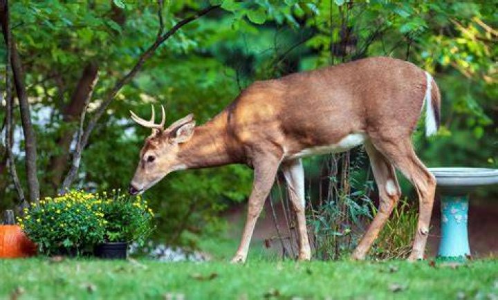Do deer eat anemones